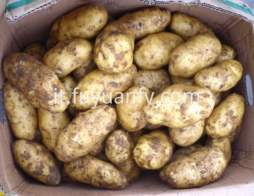 Potato Materials